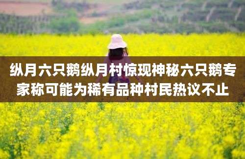 纵月六只鹅纵月村惊现神秘六只鹅专家称可能为稀有品种村民热议不止