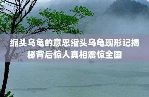 缩头乌龟的意思缩头乌龟现形记揭秘背后惊人真相震惊全国