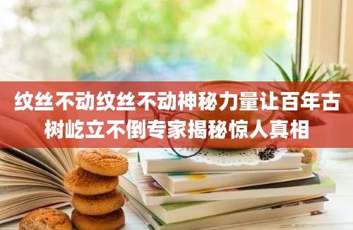 纹丝不动纹丝不动神秘力量让百年古树屹立不倒专家揭秘惊人真相